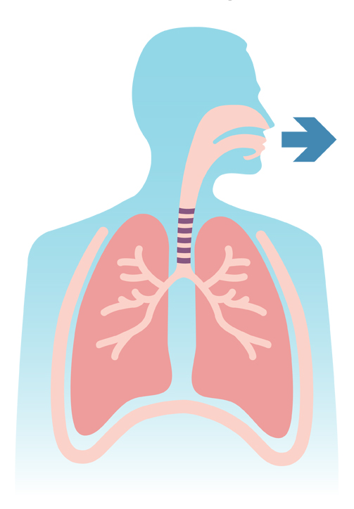 How Your Lungs Work | the lung association