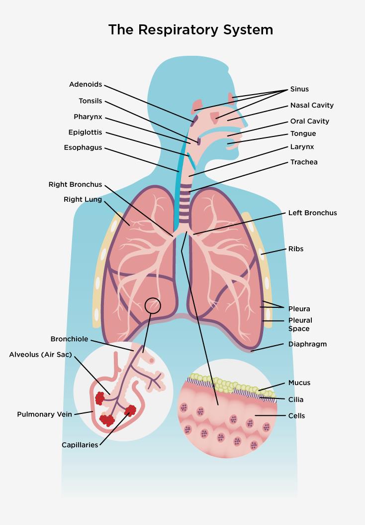 Respiratory System Functions Chart