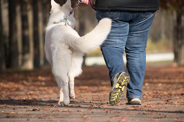 Rear, waist-down shot of person in jeans walking large white dog
