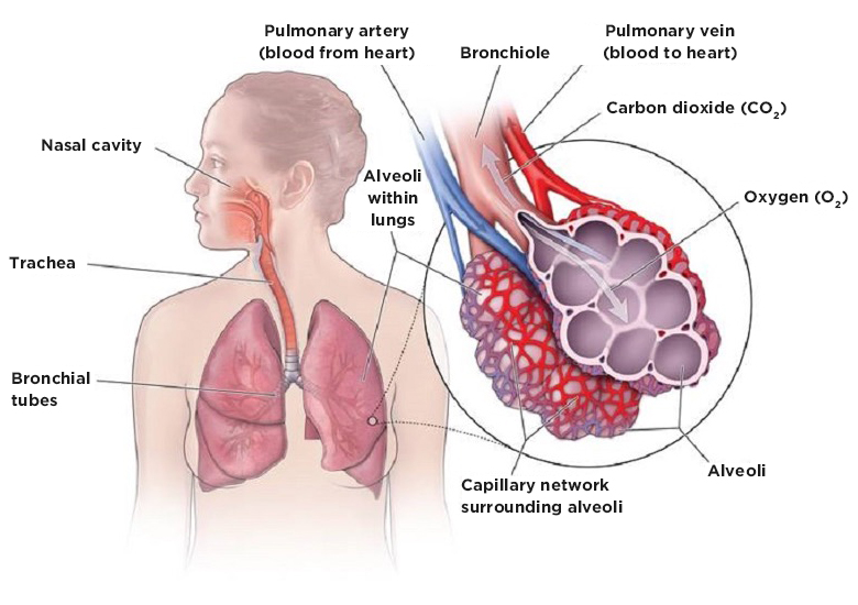 Respiratory System