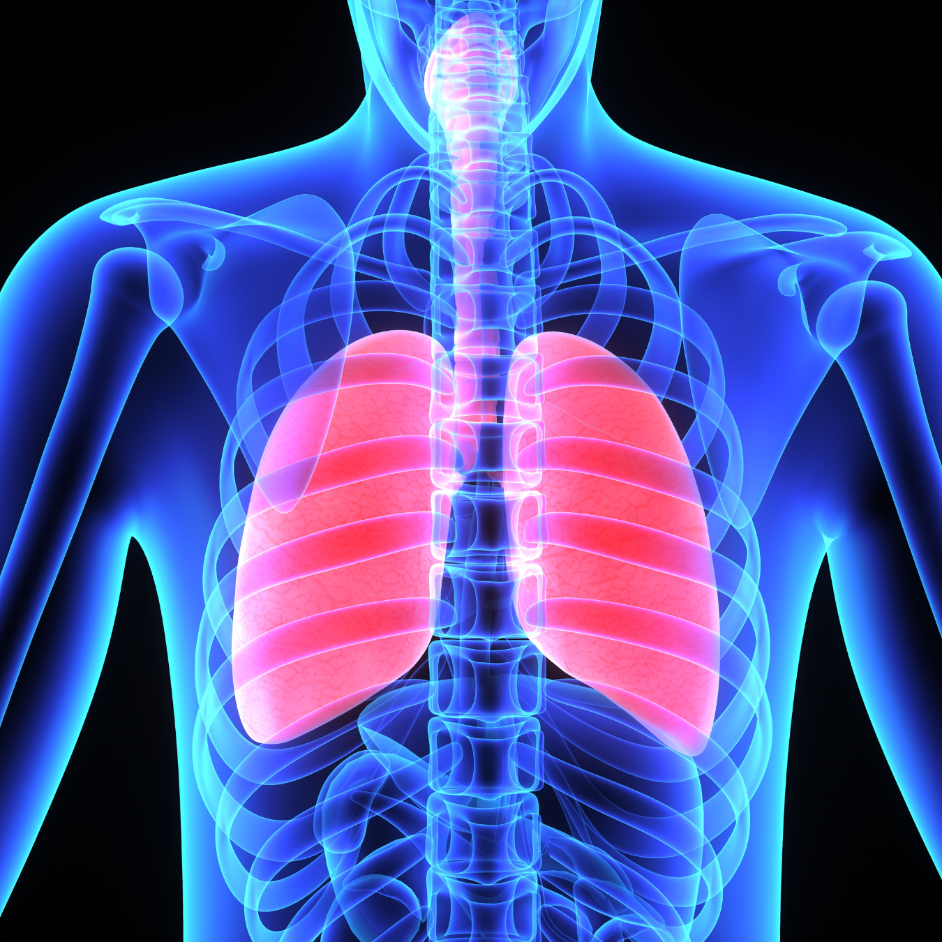 Internal view of human chest highlighting the lungs and trachea