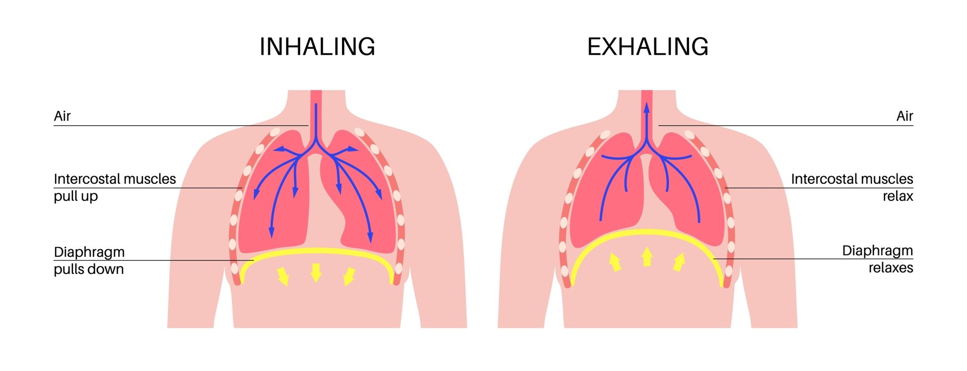 Breathing,Process,Concept.,Respiration,System,Scheme.,Diaphragm,Anatomical,Poster.,Inhalation